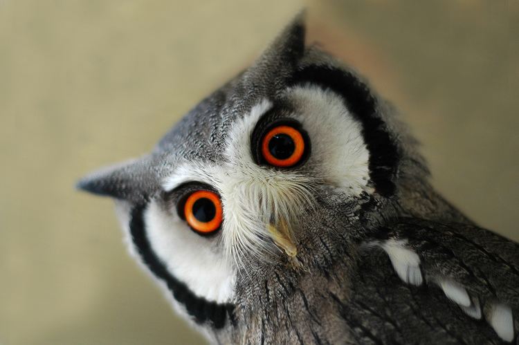 Northern white-faced owl Northern Whitefaced Owl It is the beautiful bird wh Flickr