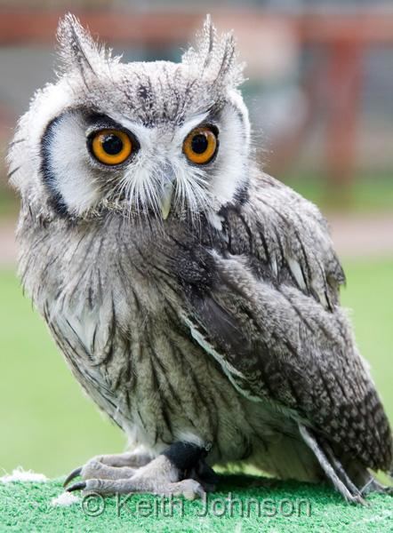 Northern white-faced owl Top LevelGentleshawsNorthern White Faced Owl