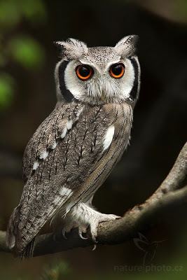 Northern white-faced owl Oceans411 Northern White Faced Owl
