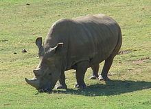 Northern white rhinoceros httpsuploadwikimediaorgwikipediacommonsthu