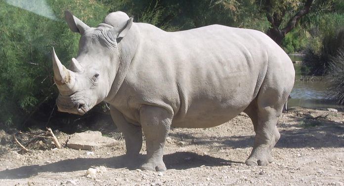 Northern white rhinoceros Northern white rhinoceros 8 species on life support MNN Mother