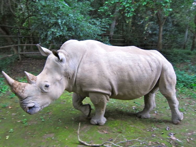 Northern white rhinoceros 1000 ideas about Northern White Rhinoceros on Pinterest Rhinos