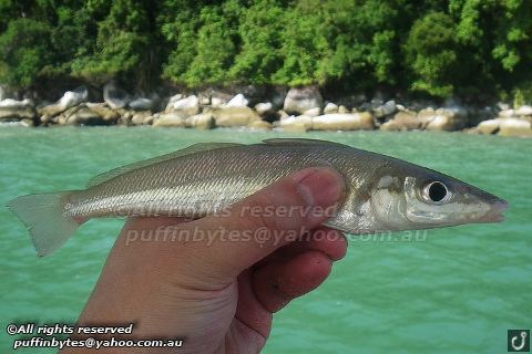 Northern whiting Northern Whiting Sillago sihama Northern Whiting Silla Flickr