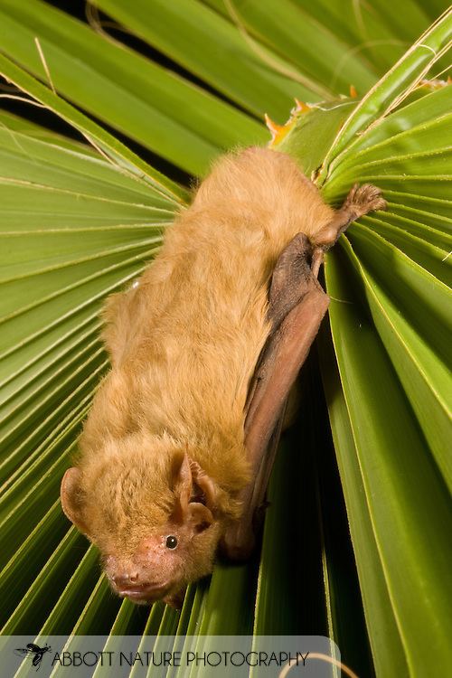 Northern yellow bat - Alchetron, The Free Social Encyclopedia