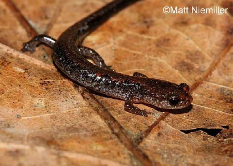 Northern zigzag salamander Tennessee Watchable Wildlife Northern Zigzag Salamander