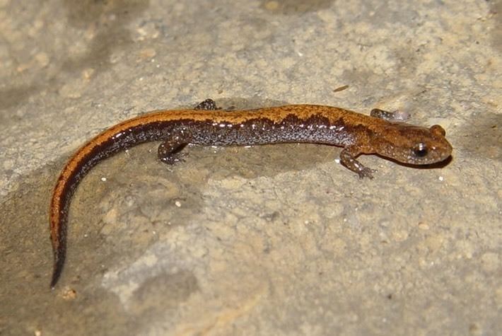 Northern zigzag salamander Northern Zigzag Salamander Amphibians and Reptiles of Louisiana