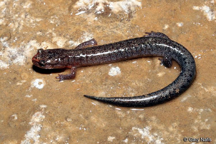 Northern zigzag salamander wwwcaliforniaherpscomnoncalmiscmiscsalamander