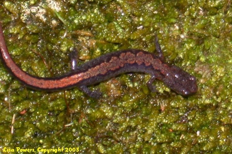 Northern zigzag salamander CalPhotos Plethodon dorsalis Northern Zigzag Salamander