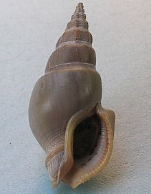 Northia (gastropod) httpsuploadwikimediaorgwikipediacommonsthu