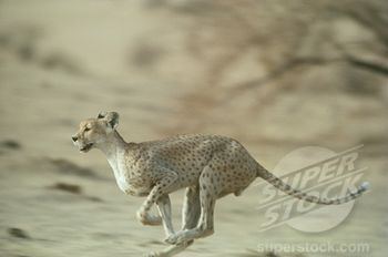 Northwest African cheetah Northwest African cheetah Fur Wild Edition Pinterest