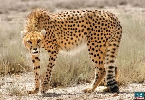 Northwest African cheetah CHEETAHS Cheetah Subspecies