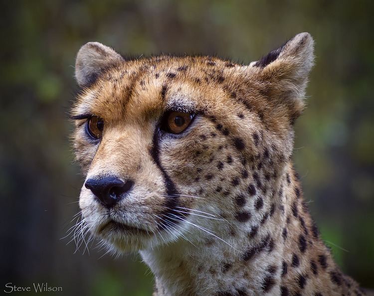 Northwest African cheetah httpsfarm4staticflickrcom3898148463810958f