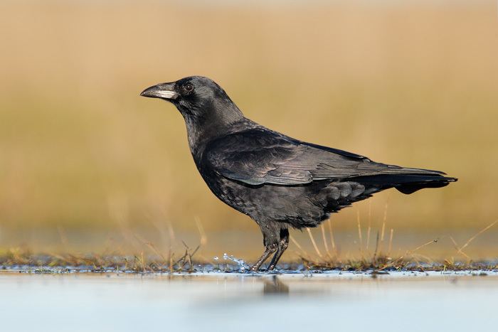 Northwestern crow Crow