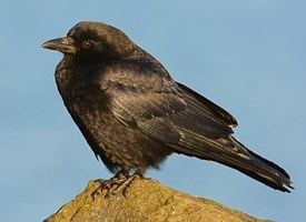 Northwestern crow Northwestern Crow Identification All About Birds Cornell Lab of