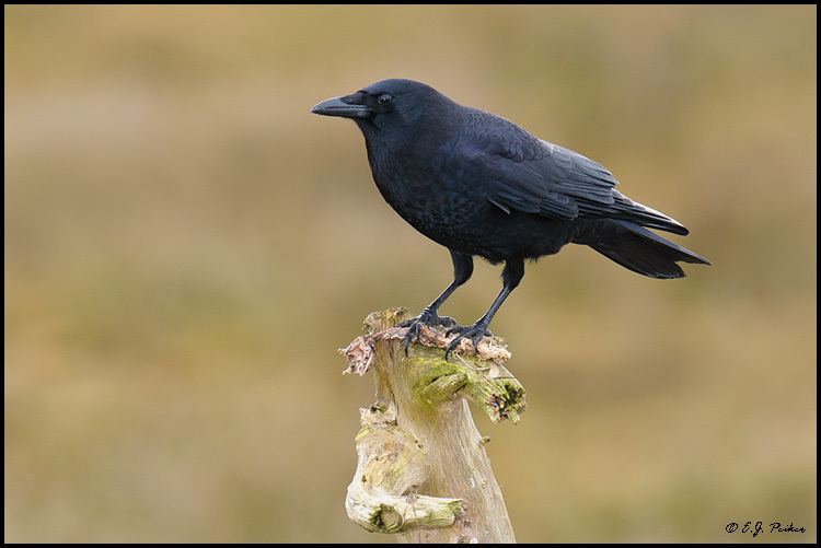 Northwestern crow Northwestern Crow Page