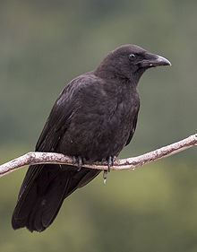 Northwestern crow Northwestern crow Wikipedia