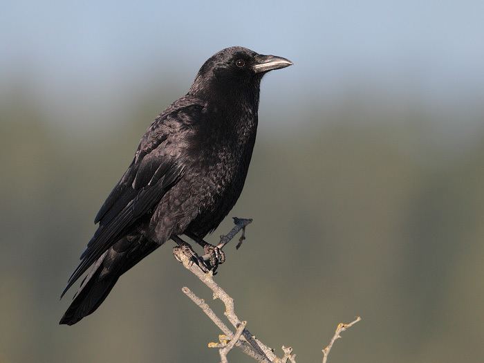 Northwestern crow Crow