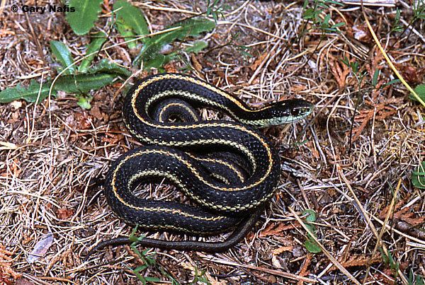 Northwestern garter snake wwwcaliforniaherpscomsnakesimagestordinoidesd