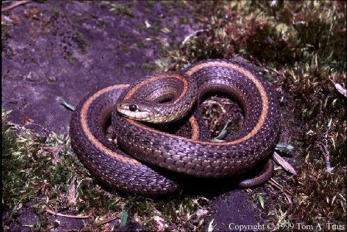 Northwestern garter snake Northwestern Garter Snake Amphibians and Reptiles of Oregon