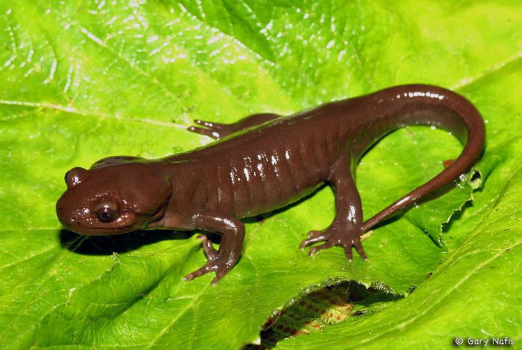 Northwestern salamander wwwcaliforniaherpscomsalamandersimagesagracil