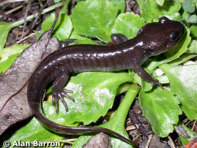 Northwestern salamander Northwestern Salamander Ambystoma gracile