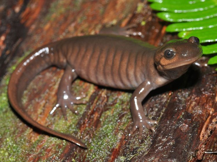 Northwestern salamander Northwestern Salamander Willapa US Fish and Wildlife Service
