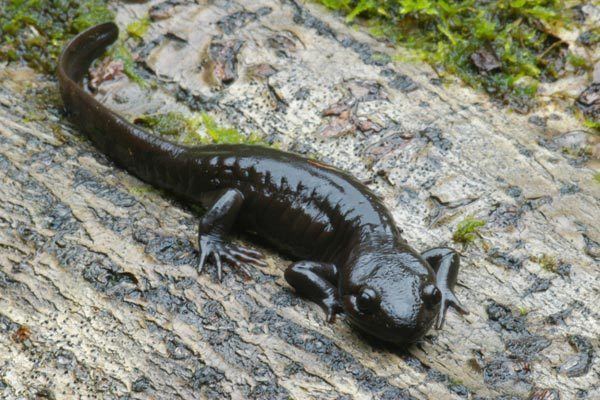 Northwestern salamander Wild Herps Northwestern Salamander Ambystoma gracile