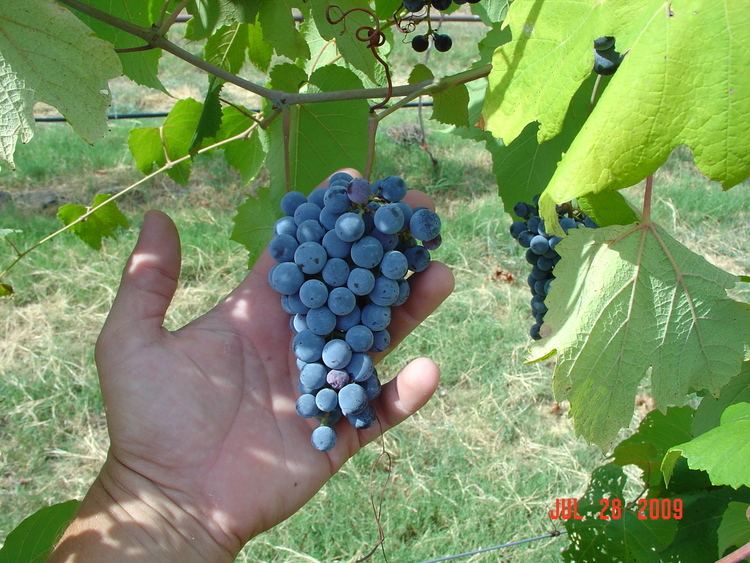 Norton (grape) Norton Grapes almost ready to harvest July 28 2009 Beavers Family