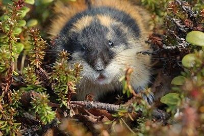 Norway lemming You can now run into a Norway lemming on an excursion in Lapland
