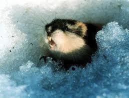 Norway lemming Do Lemmings Really Commit Mass Suicide A New Life In Norway