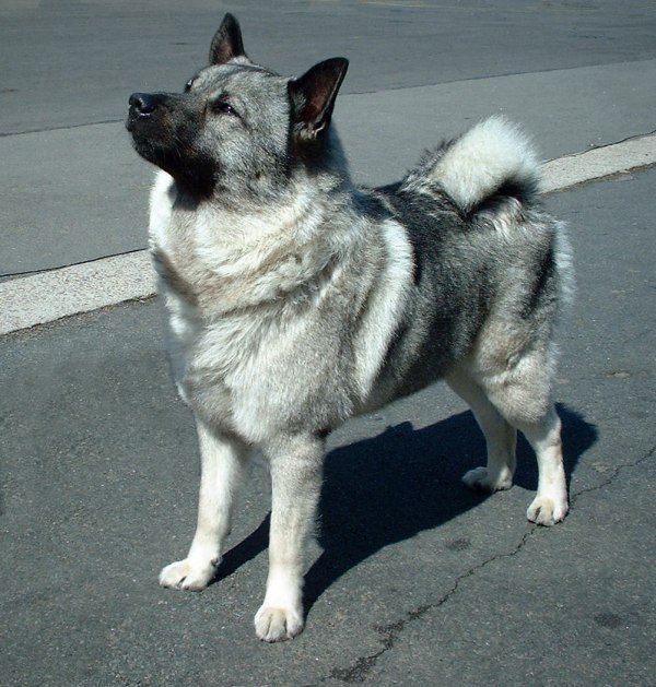 Norwegian Elkhound httpsuploadwikimediaorgwikipediacommonsdd