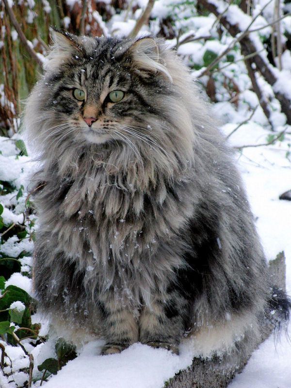 Norwegian Forest cat 1000 ideas about Norwegian Forest Cat on Pinterest Forest cat