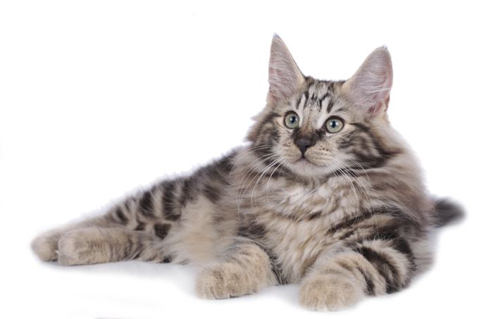 Norwegian Forest cat Norwegian Forest Cat Breed Information Pictures Characteristics