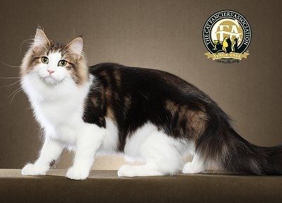 Norwegian Forest cat Breed Profile The Norwegian Forest Cat