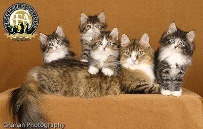Norwegian Forest cat Breed Profile The Norwegian Forest Cat
