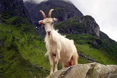 Norwegian goat Breeds