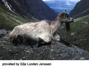 Norwegian goat Breeds of Livestock Norwegian Goats Breeds of Livestock
