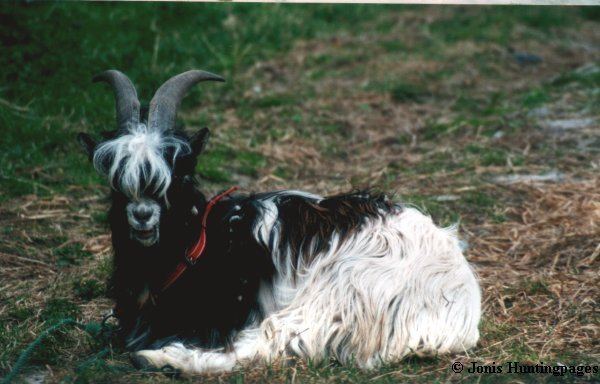 Norwegian goat Goats By Breed Norwegian GOATWORLDCOM
