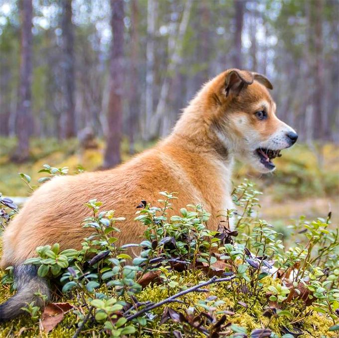 Norwegian Lundehund Norwegian Lundehund Dog Breed Information Pictures Characteristics