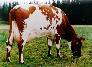 Norwegian Red Breeds of Livestock Norwegian Red Cattle Breeds of Livestock