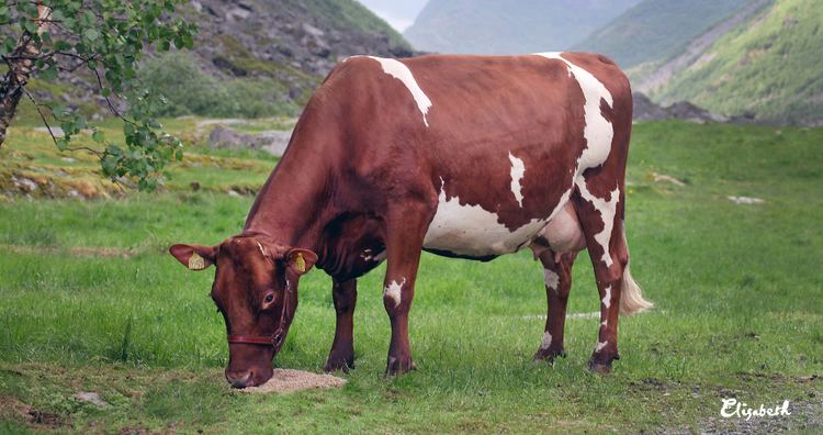 Norwegian Red Fertility of Norwegian Red cows