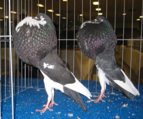 Norwich Cropper Pigeon Breeds Norwich Cropper