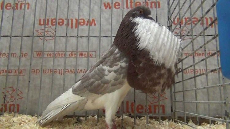Norwich Cropper norwich cropper fancy pigeon YouTube