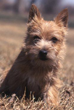 Norwich Terrier Norwich Terriers What39s Good About 39Em What39s Bad About 39Em