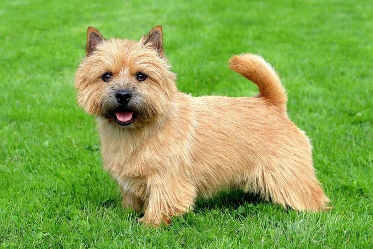 Norwich Terrier 5 Things to Know About Norwich Terriers Petful