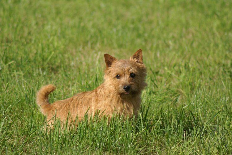 Norwich Terrier Norwich Terrier Dog Breed Information American Kennel Club
