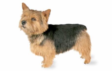 Norwich Terrier Norwich Terrier Dog Breed Information Pictures Characteristics