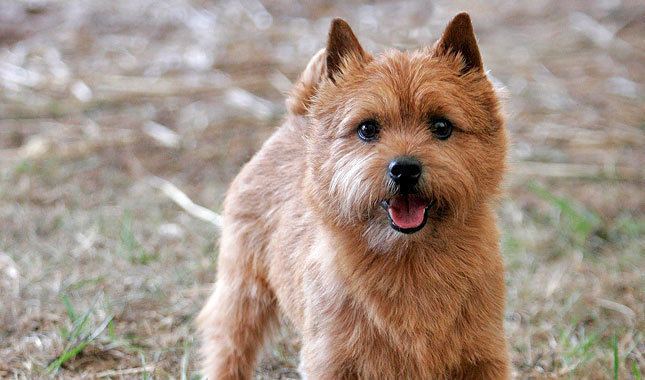 Norwich Terrier 1000 images about Norwich Terrier on Pinterest Cairn terriers