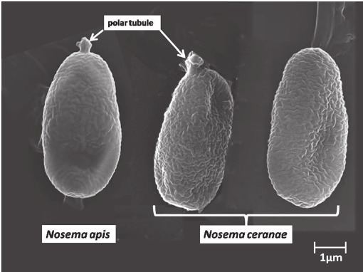 Nosema apis Nosema apis and N ceranae spores observed under SEM Arrows