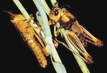 Nosema locustae diArk specieslist Antonosporalocustae
